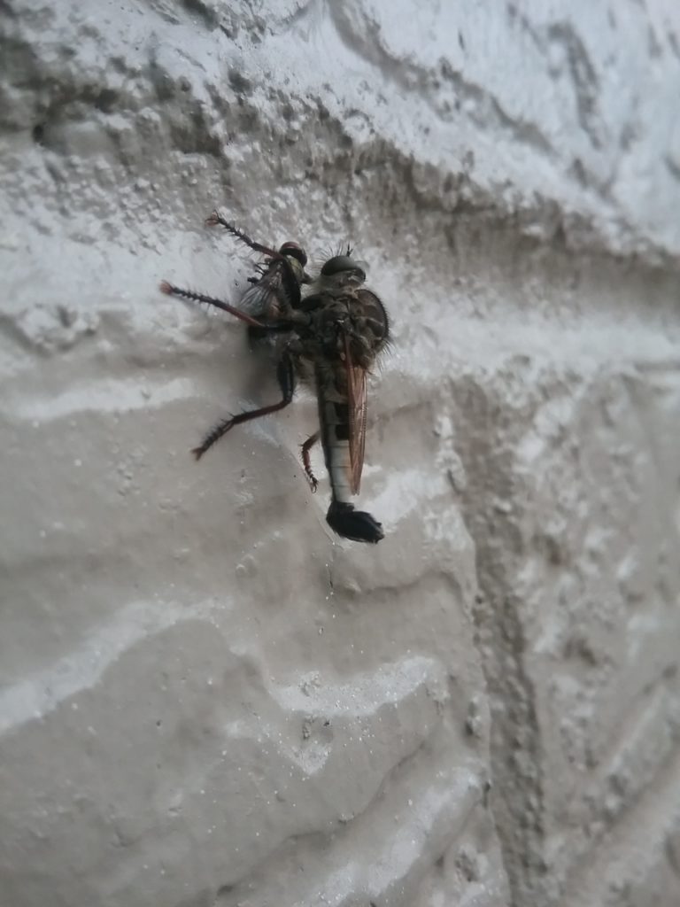 A robber fly was enjoying a tasty treat (a taxonomic relative) on the bricks of an apartment building
