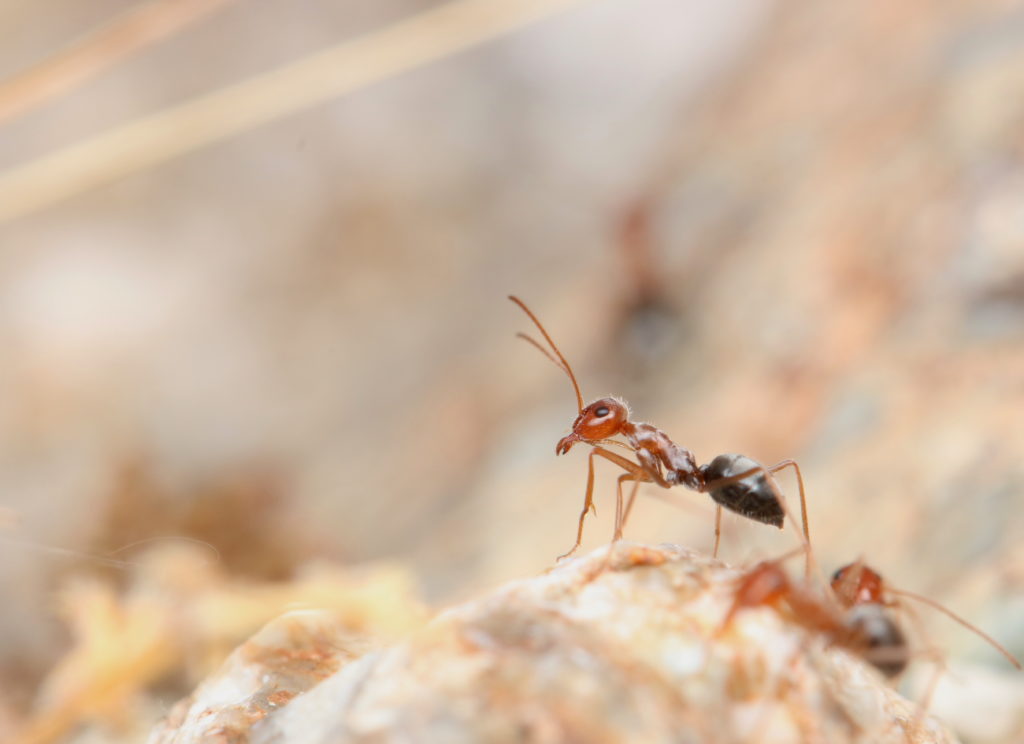 Majestic ant in Anza-Borrego Desert State Park.