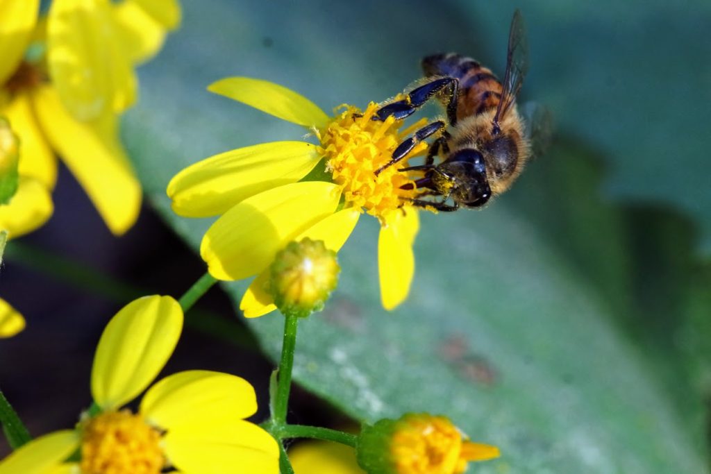 Honey bee pollinating a daisy flower.