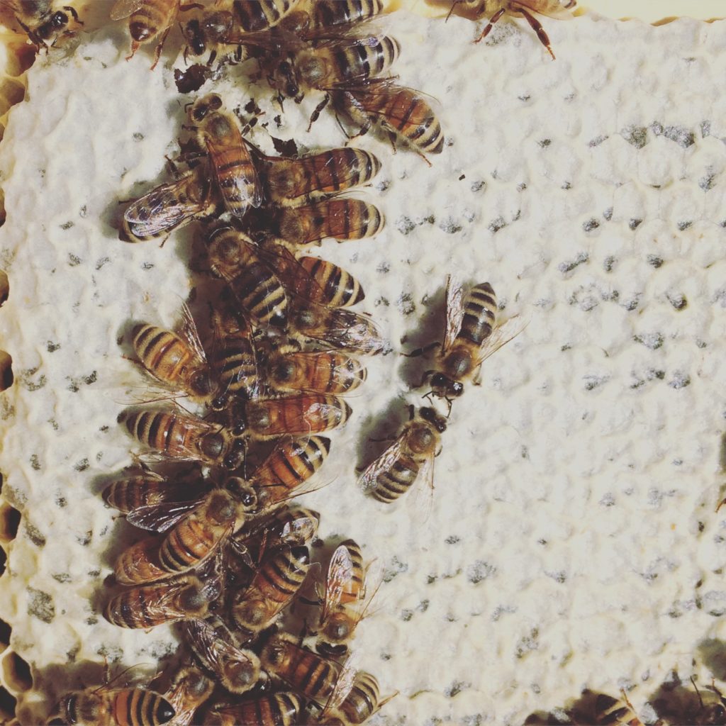 Multiple honey bees are feeding at open honey cells while two worker honey bees stop to tap antennae.