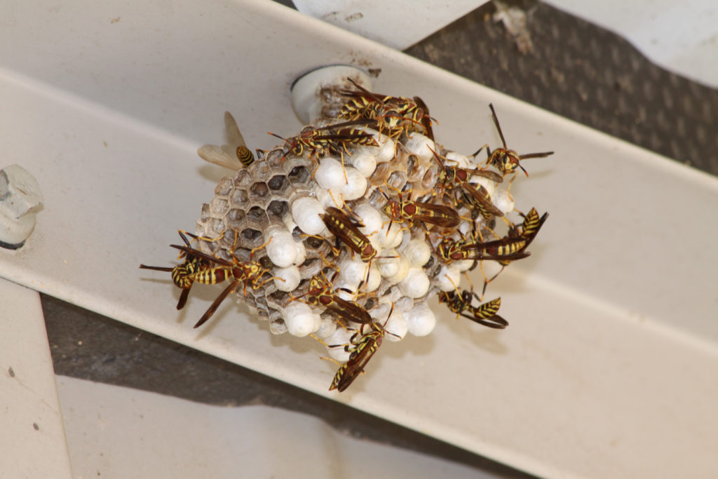Paper wasps protecting their nest.
