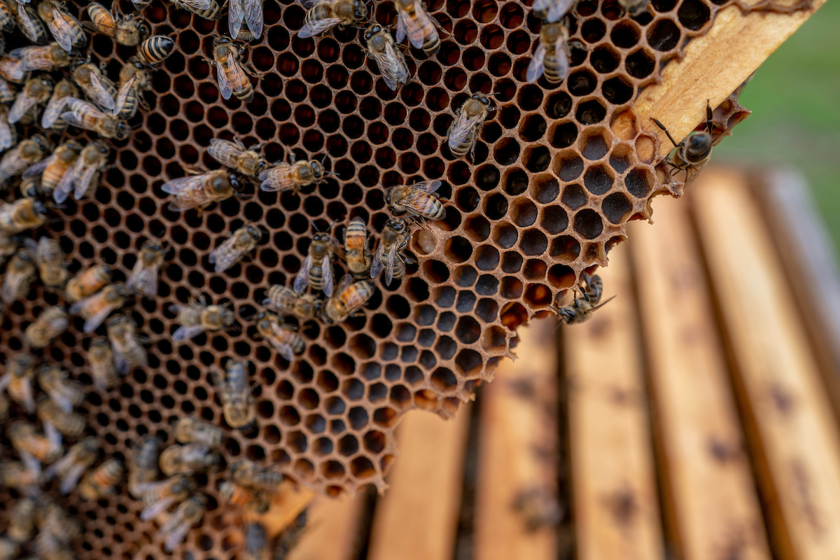 https://entomology.tamu.edu/wp-content/uploads/2022/03/20210305_Texas_Apiary_Inspection_Service_LM_7613.jpg