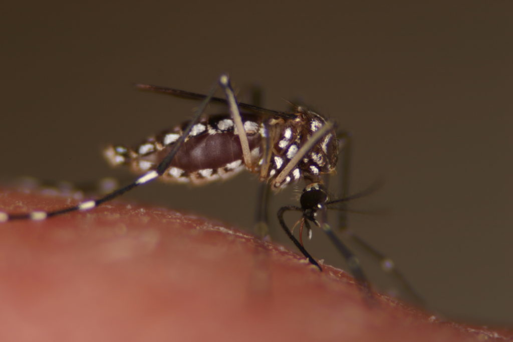 Aedes aegypti mosquito close up