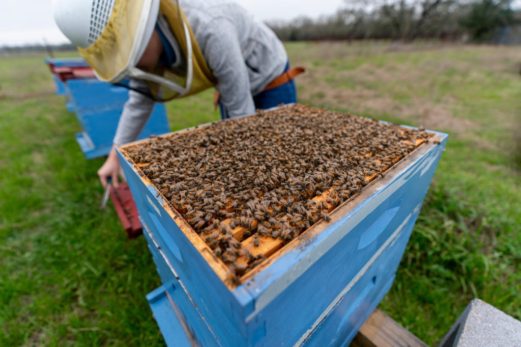 Beekeeper working with hive