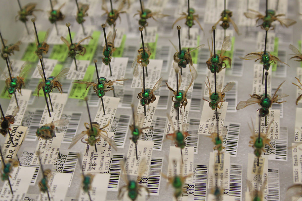 pinned insects from drawer at the Texas A&M Insect Collection