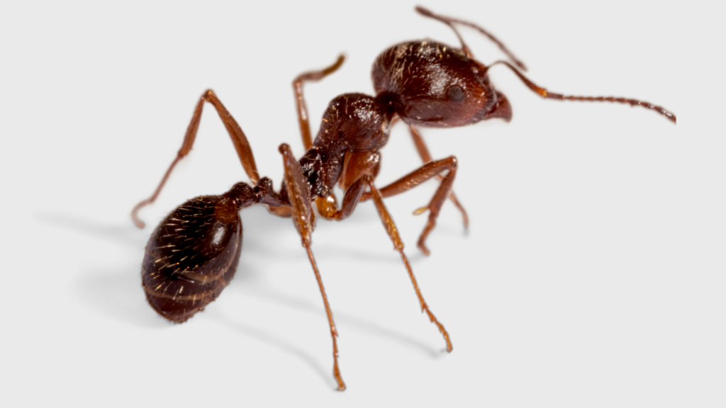 Ant