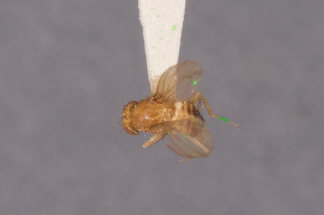 Dorsal view of a fruit fly