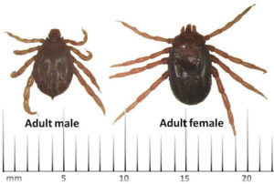 Two tick specimens on white background with ruler