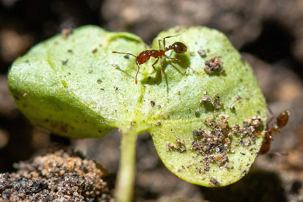 Ant sitting on leaf in garden