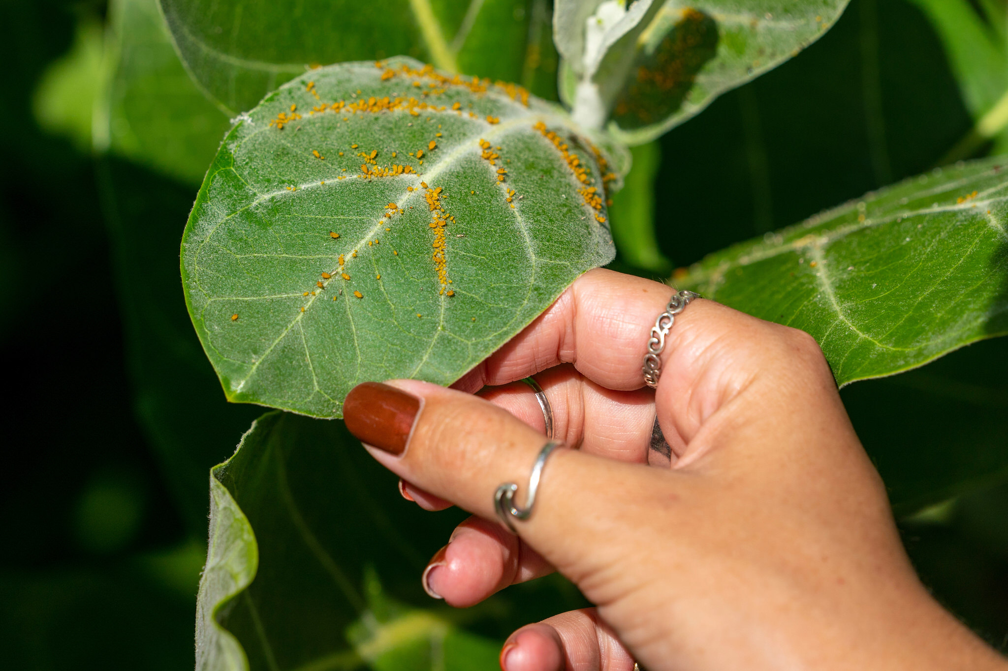Hand holding leaf that has small yellow bugs on it