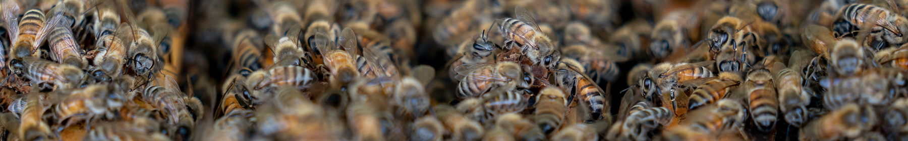 Very close image of bees in a hive