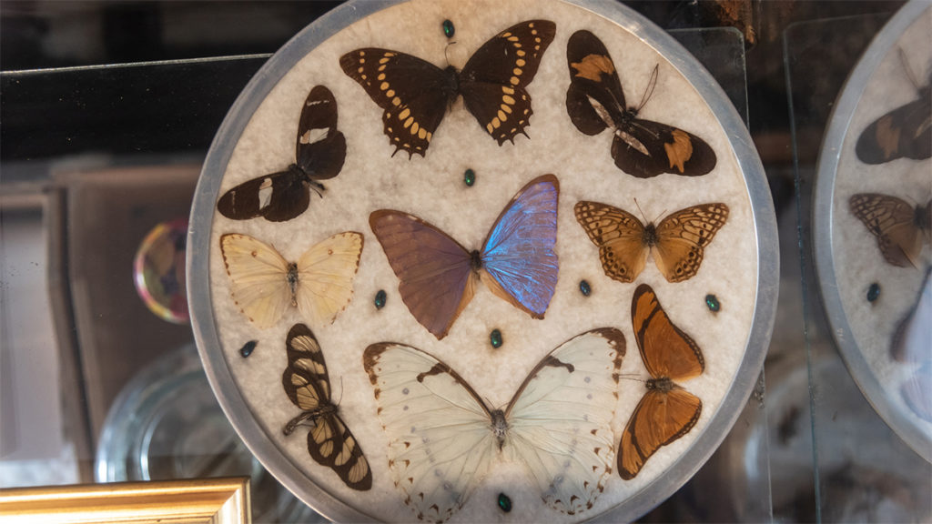 Various types of butterfly samples sitting on round plate