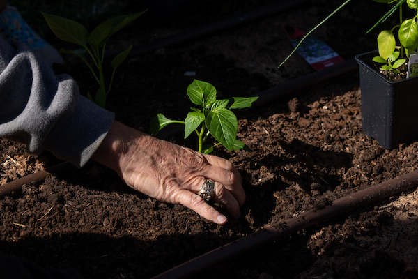 A hand with an Aggie ring tending a plant in soil.