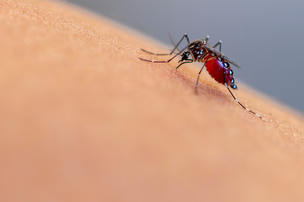 A mosquito feeds on a human