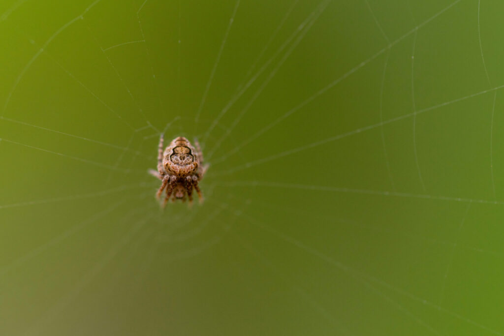 A brown spider sits at the center of an orb web radiating outward in front of a green background.