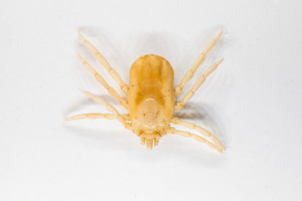 Rhipicephalus (Boophilus) microplus, also known as the cattle fever tick.