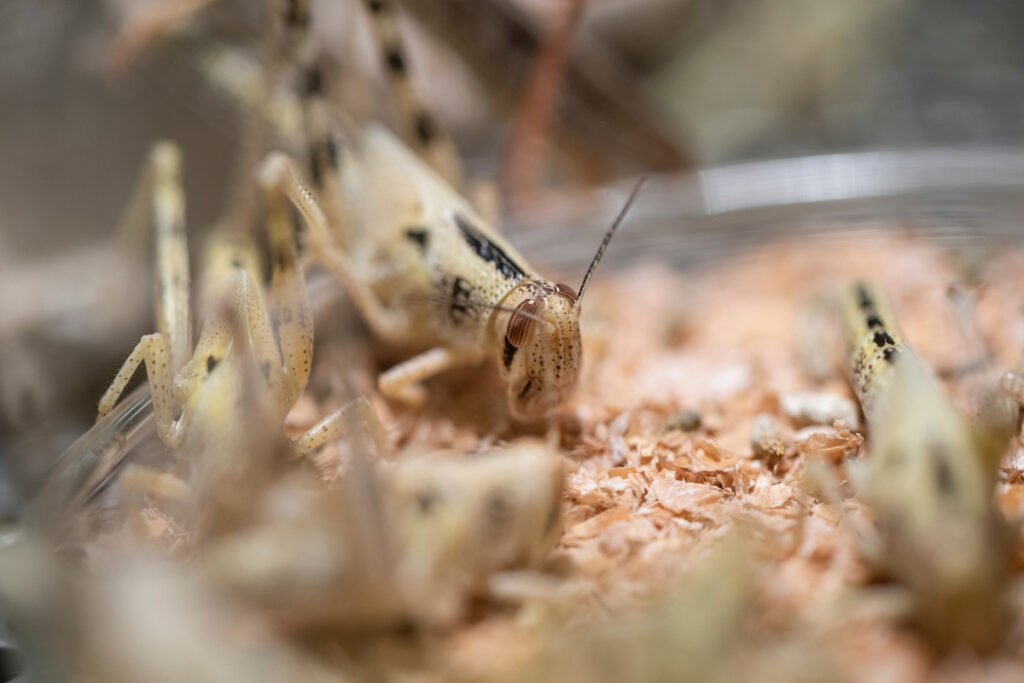 Locusts in a lab