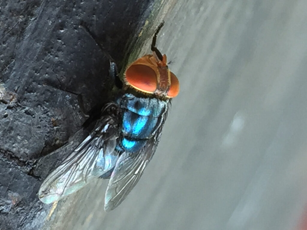 screwworm fly