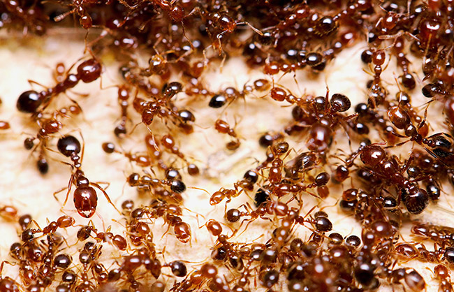 Fire Ants