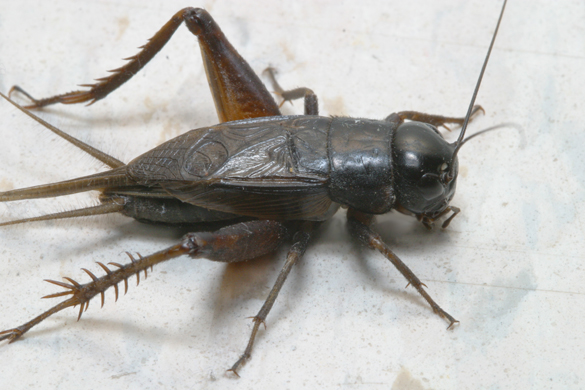 field cricket