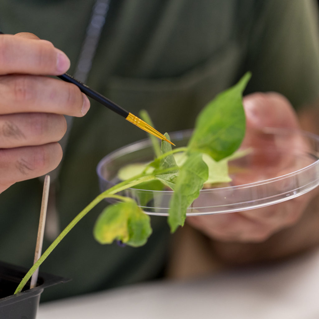 Person pointing a paintbrush at a plan leaf while holding a petri dish in the background.