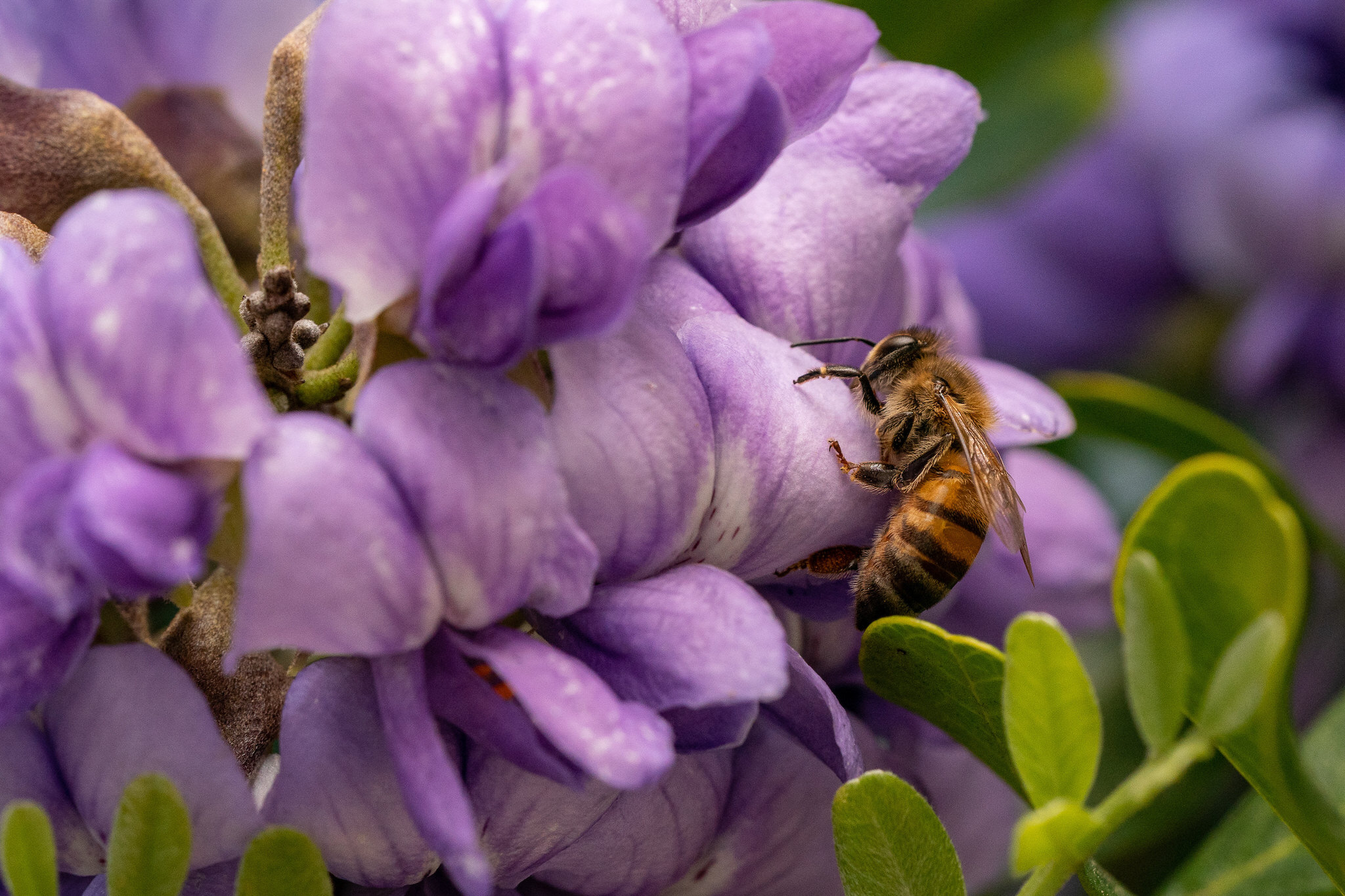 Close-up of bee on flower.