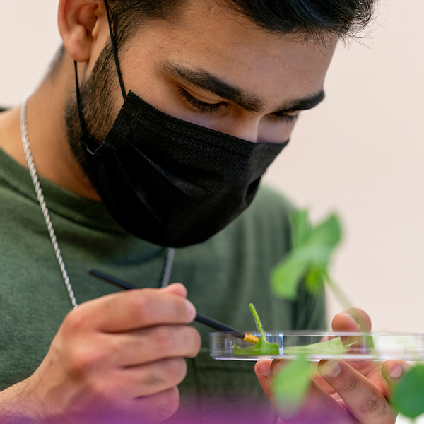 A researcher examines insect eggs on a leaf in a petri dish.
