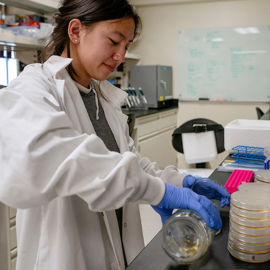 A female student in a lab coat and gloves pours a sample into a petri dish.