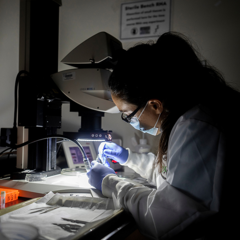 A researcher in protective equipment examines a sample under a desk light.