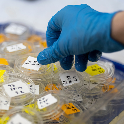 A gloved hand reaching toward a stack of marked research samples.