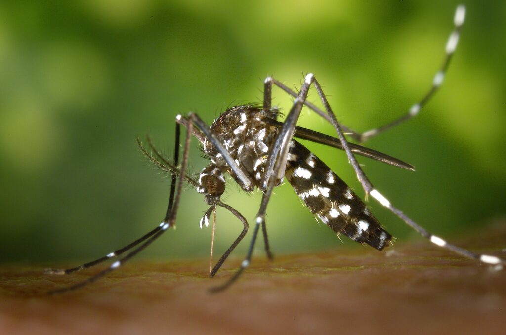 Close-of mosquito.