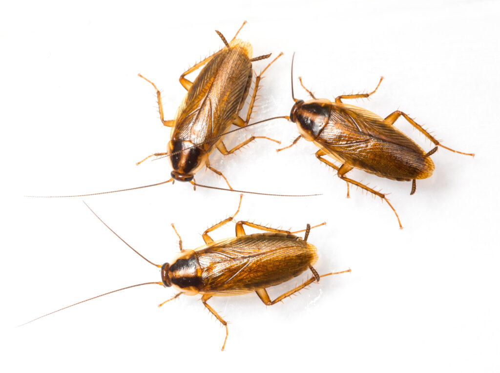 Three brown and tan German Cockroaches sitting on a while surface.