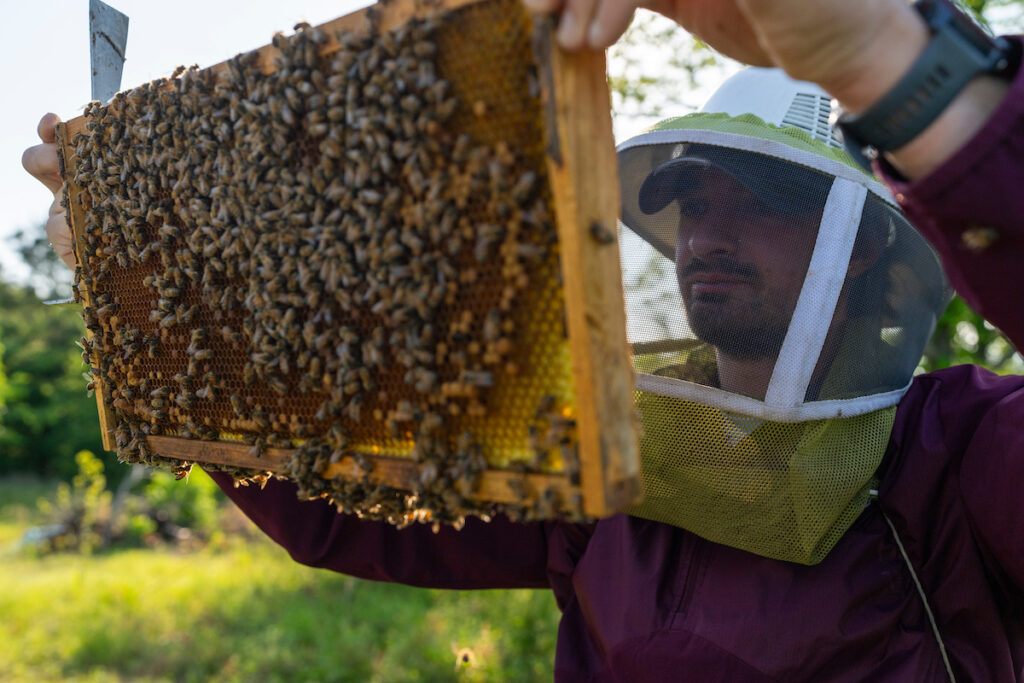 Beekeeper inspects a panel from a hive.